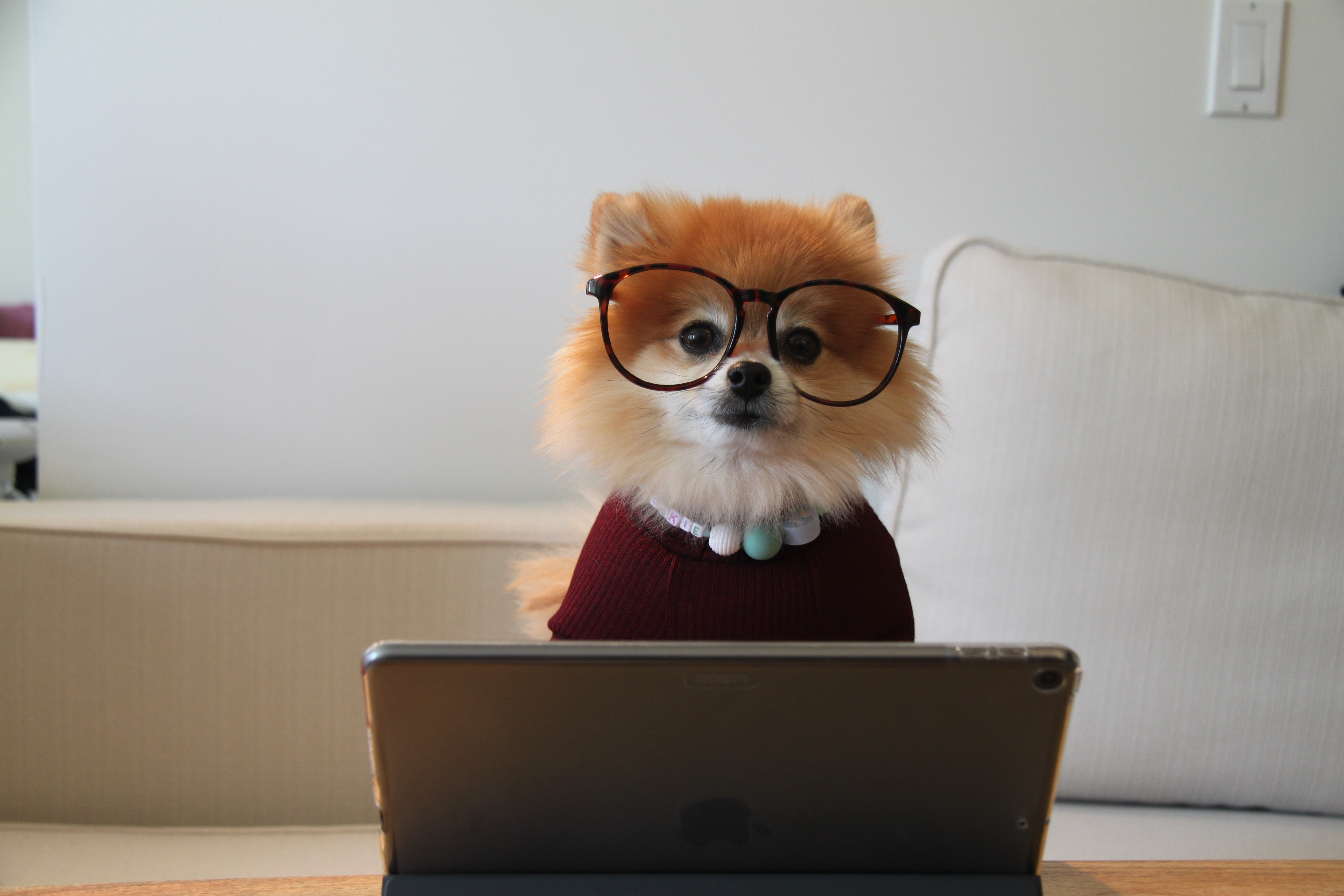 Fox is looking really smart with glasses